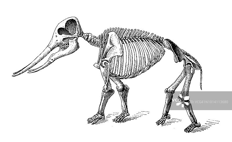 乳齿象angustidens骨架图片素材