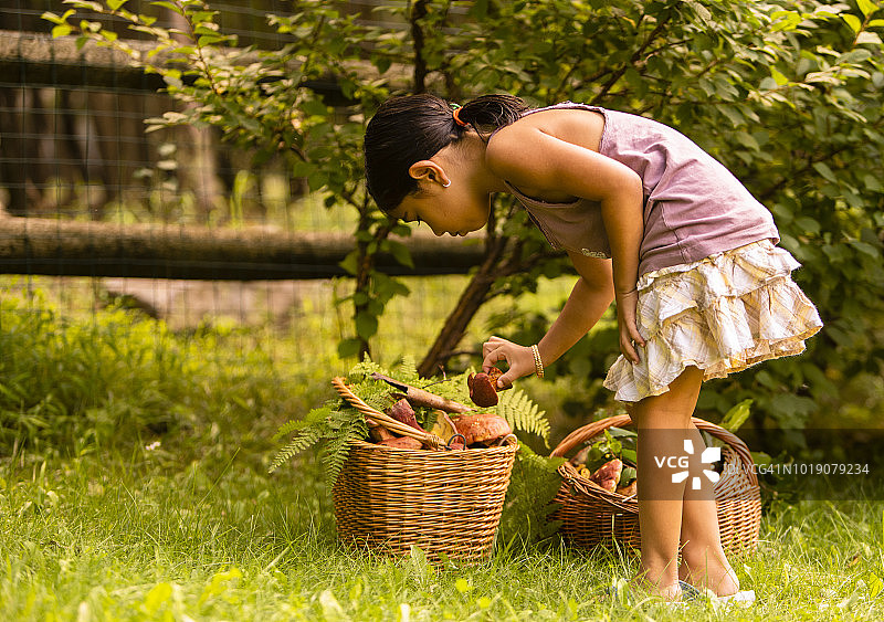 小女孩在草地上检查新鲜采摘的野生食用蘑菇图片素材