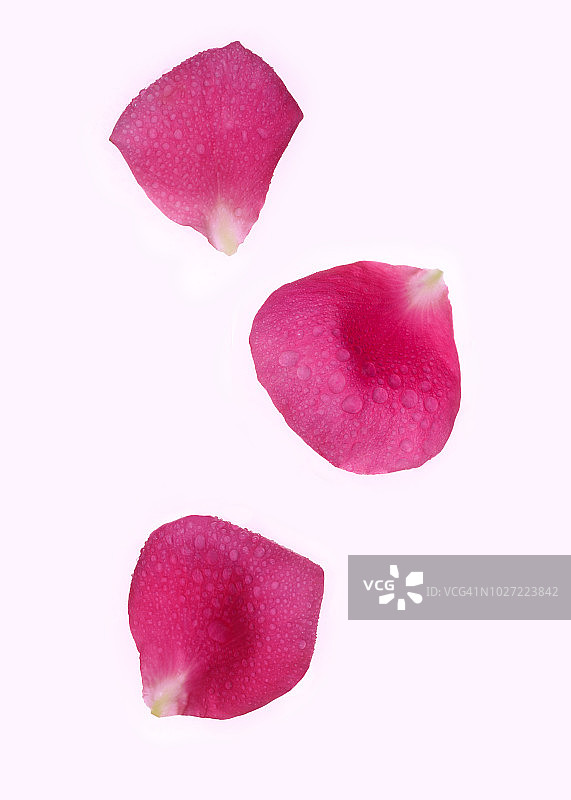 芬芳的粉红玫瑰花瓣随着水滴翻滚。图片素材