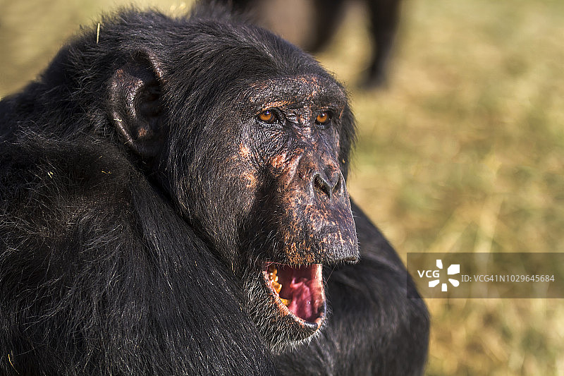 Chimpanzee在Ol Pejeta, laikipia图片素材