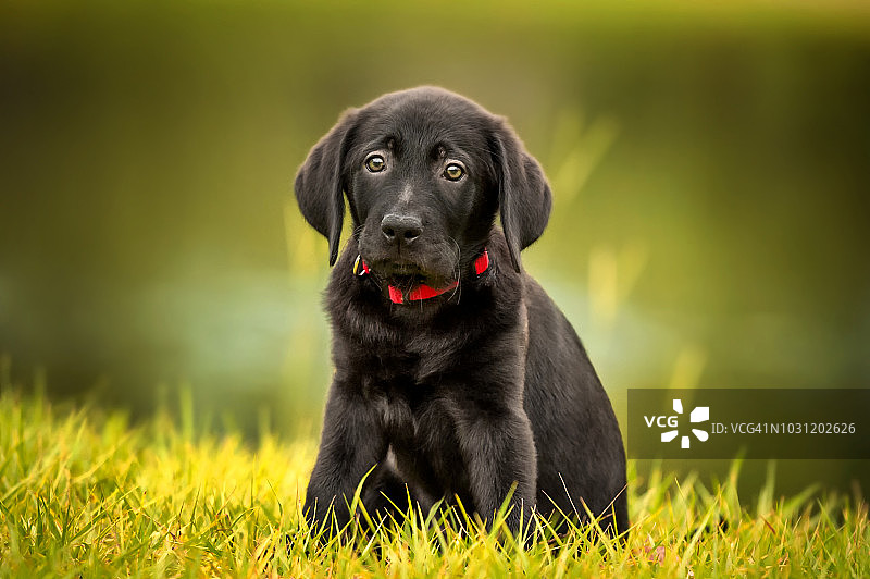 一只黑色拉布拉多犬的肖像图片素材