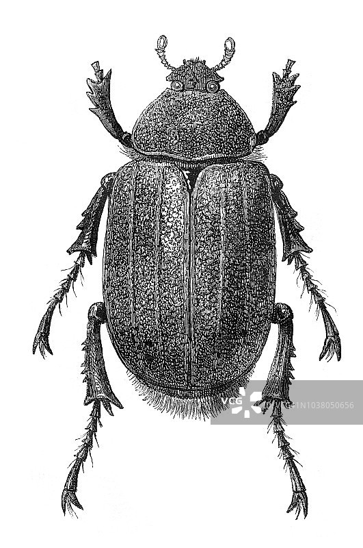 大力神甲虫雌性昆虫插图图片素材