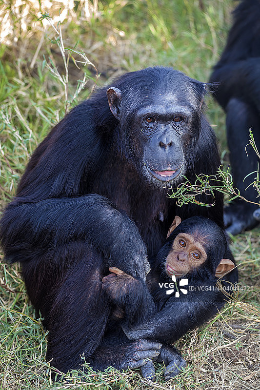莱基皮亚的黑猩猩妈妈抱着婴儿图片素材