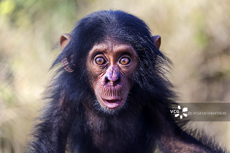 莱基皮亚的黑猩猩宝宝心情愉快图片素材
