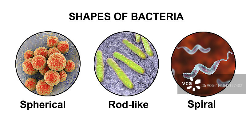 不同形状的细菌，插图图片素材