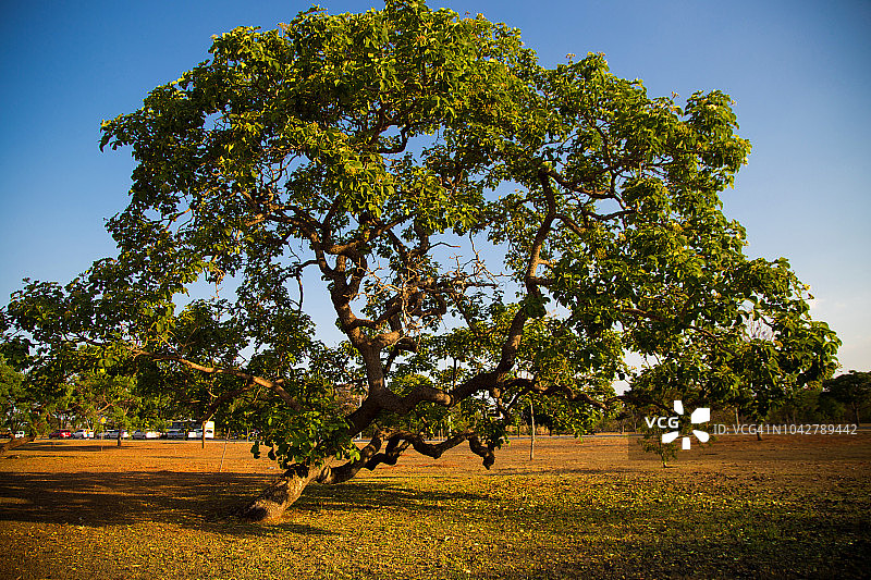 巴西巴西利亚塞拉多的树。图片素材