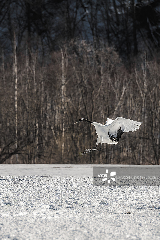 日本红冠鹤在飞，日本北海道钏路图片素材