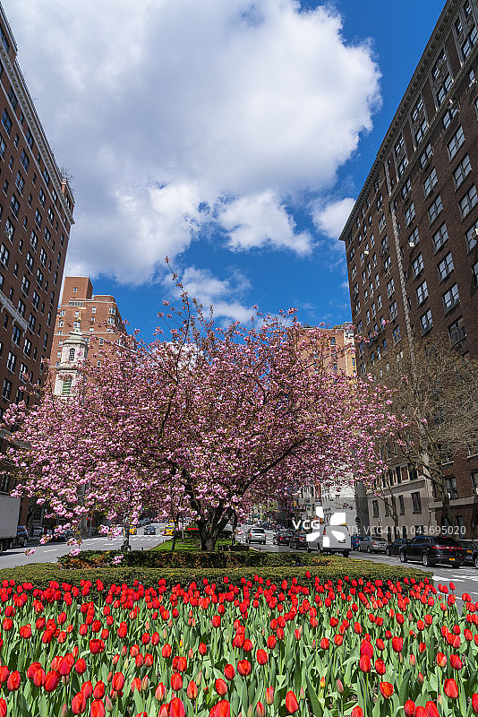 4月29日，在美国纽约曼哈顿上城区樱花树前的安全区域，汽车从盛开着红色郁金香的两侧穿过。图片素材