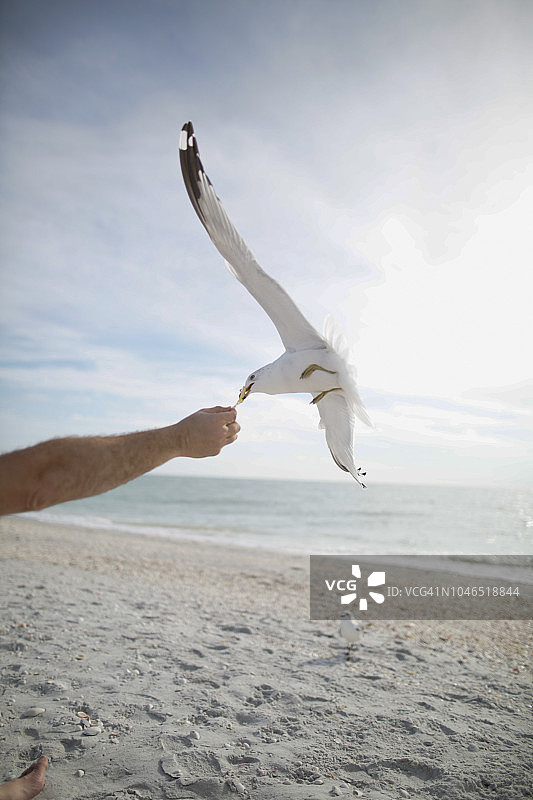 佛罗里达萨尼贝尔海滩上的海鸥图片素材