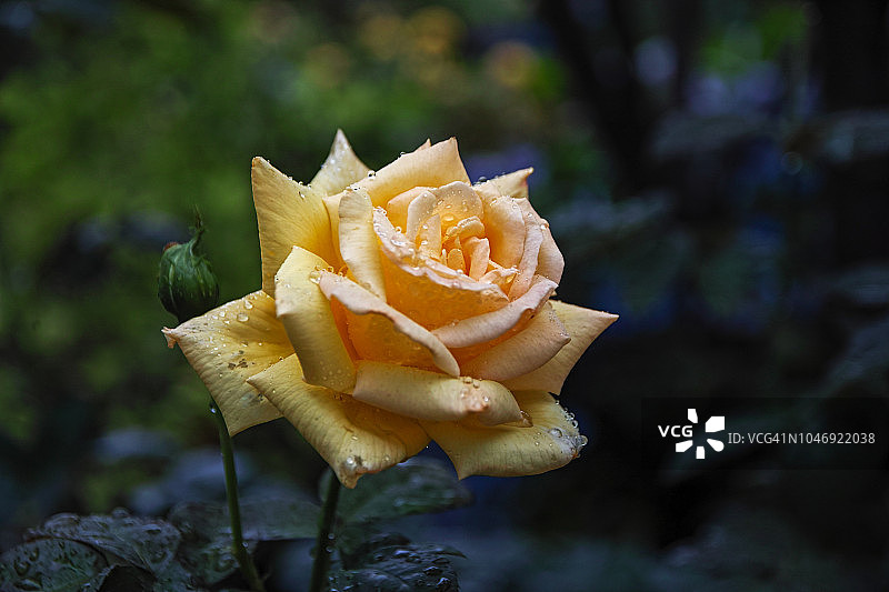 春天的玫瑰在雨天图片素材