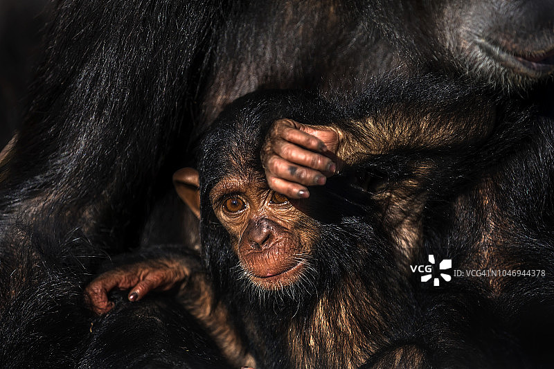 黑猩猩宝宝被妈妈抱在怀里图片素材