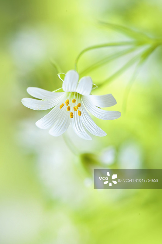春季开花的白色大绣草花也被称为星形花的特写图像图片素材