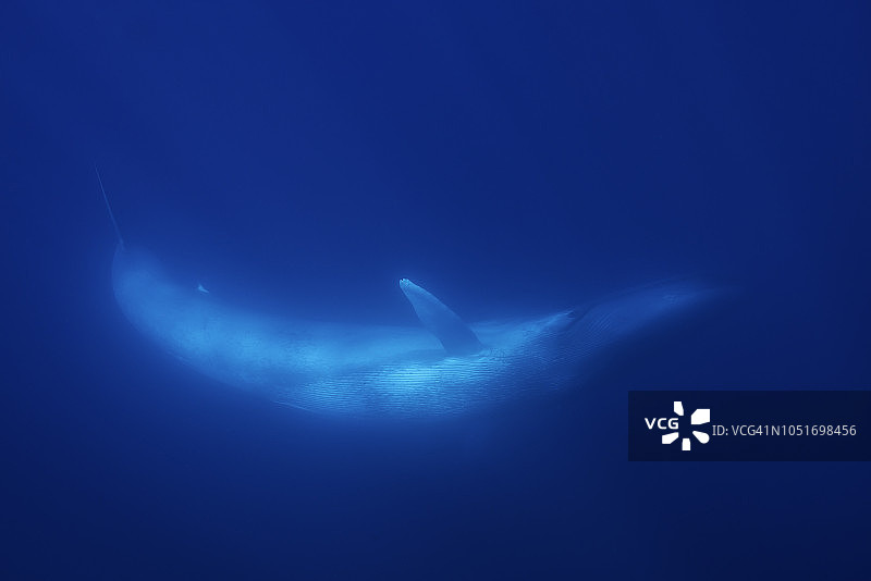 在亚速尔群岛的皮科岛，蓝鲸转向镜头。图片素材