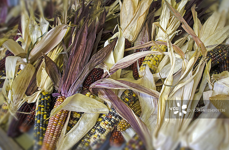生产市场玉米图片素材