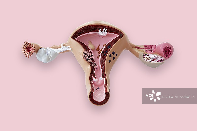 女性生殖系统的模型图片素材