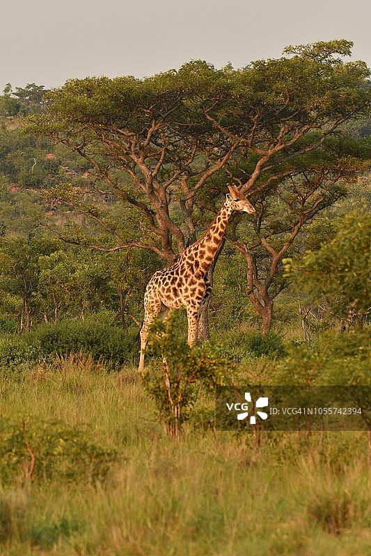 南非一棵大树下的野生长颈鹿图片素材