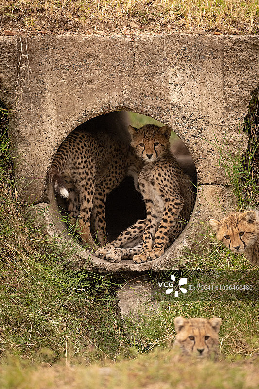 猎豹幼崽在水管里，两只在外面图片素材