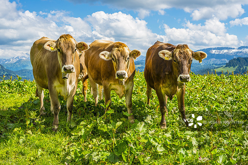 德国，阿尔高，棕色的去角牛站在高山草地上图片素材