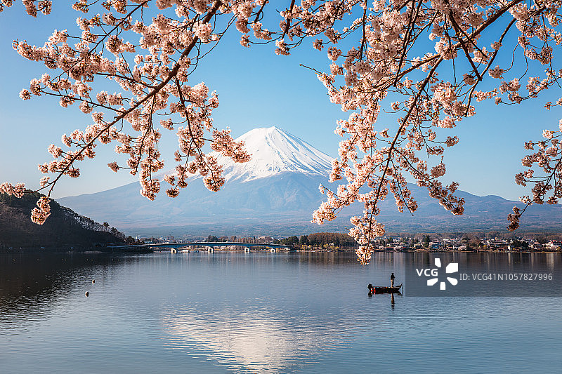 日本富士五湖，渔民在樱花盛开的船上图片素材