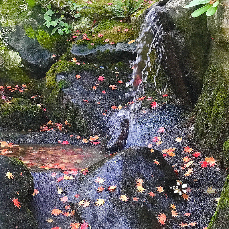 瀑布和落下的枫叶，日本花园，西雅图图片素材