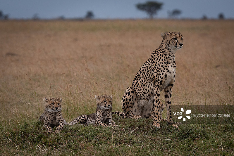草原上，猎豹和两只幼崽坐在一起图片素材