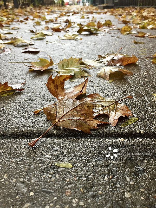 落在城市街道人行道上的七彩秋叶图片素材