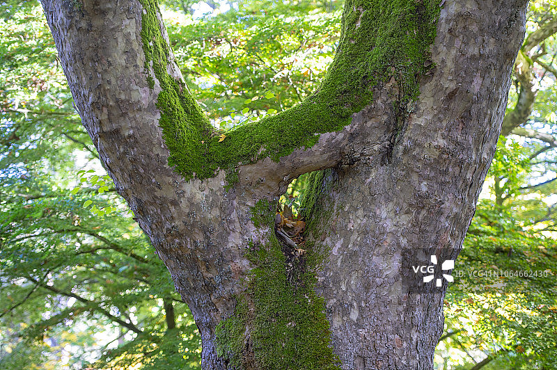 英国，格洛斯特郡，韦斯顿伯特植物园，一棵大树上充满活力的绿色苔藓图片素材