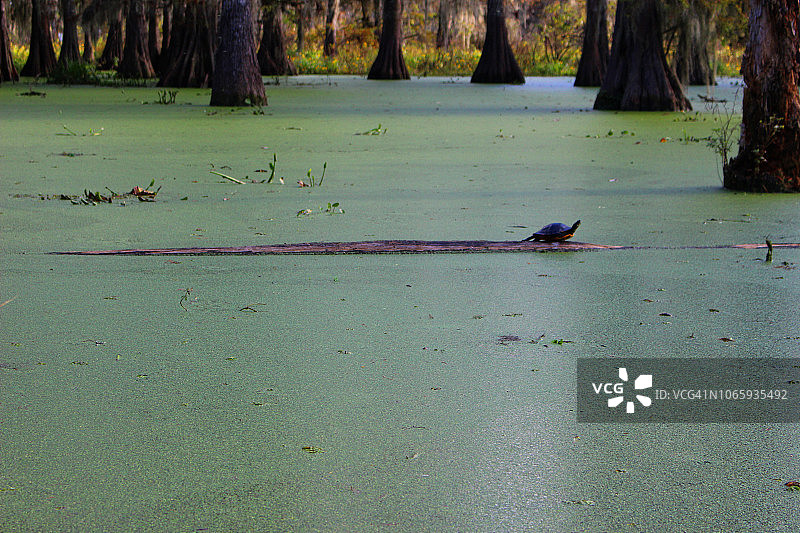 路易斯安那州马丁湖的海龟图片素材