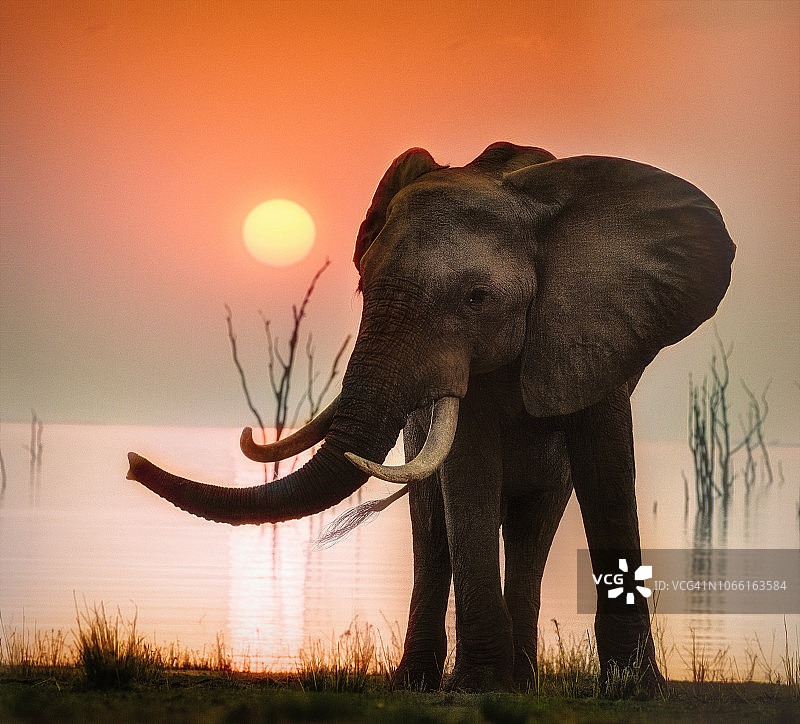 津巴布韦卡里巴湖上的大象落日图片素材