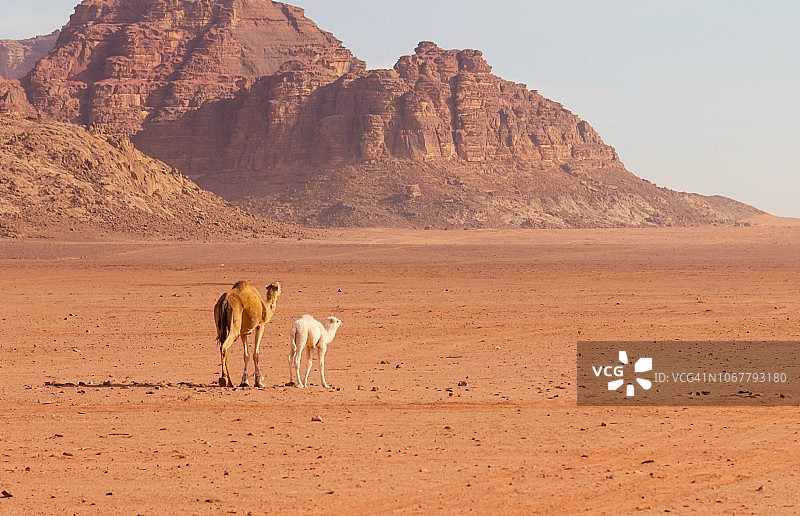 约旦瓦迪拉姆沙漠的单峰骆驼图片素材