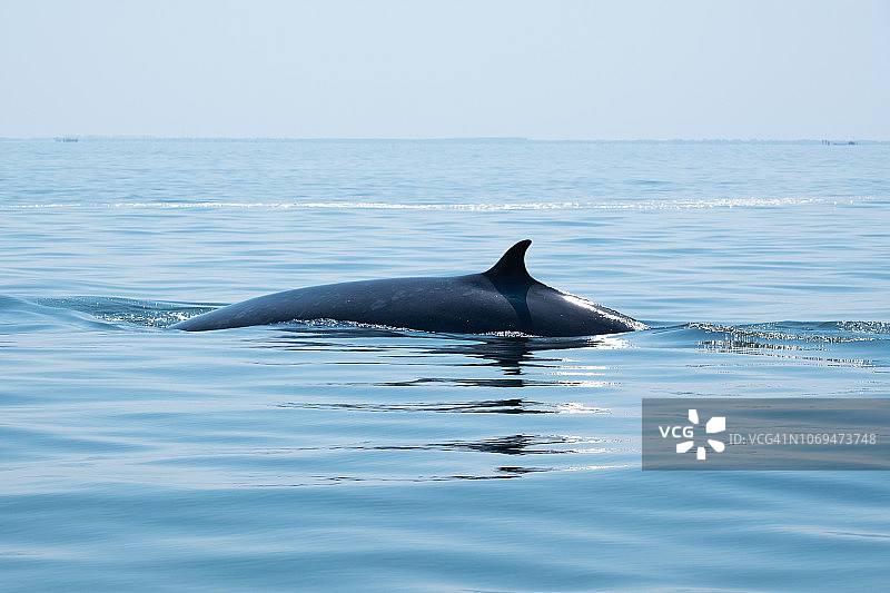 布莱德鲸，伊甸鲸，白鲸，泰国班塔邦图片素材