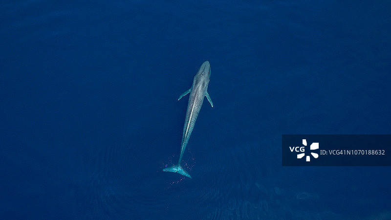 蓝鲸在完美的蓝色海洋中潜水的鸟瞰图图片素材