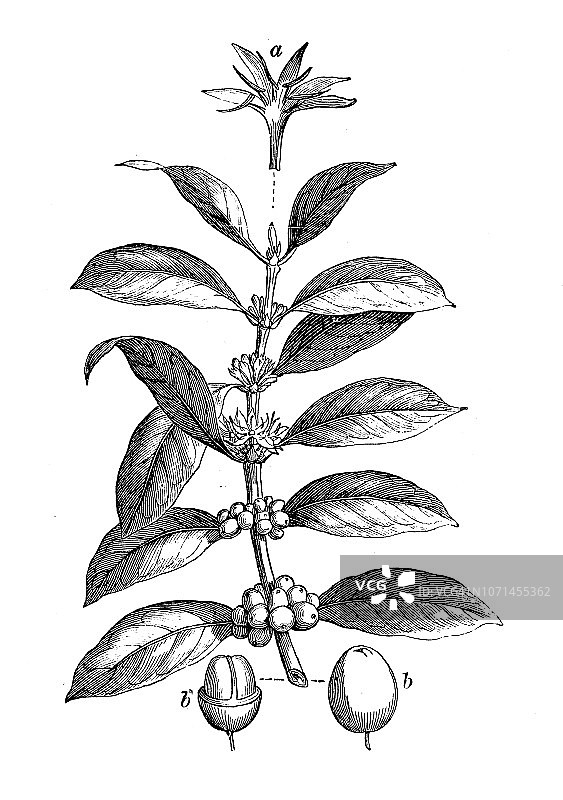 植物学植物仿古雕刻插图:阿拉比卡咖啡、阿拉伯咖啡图片素材