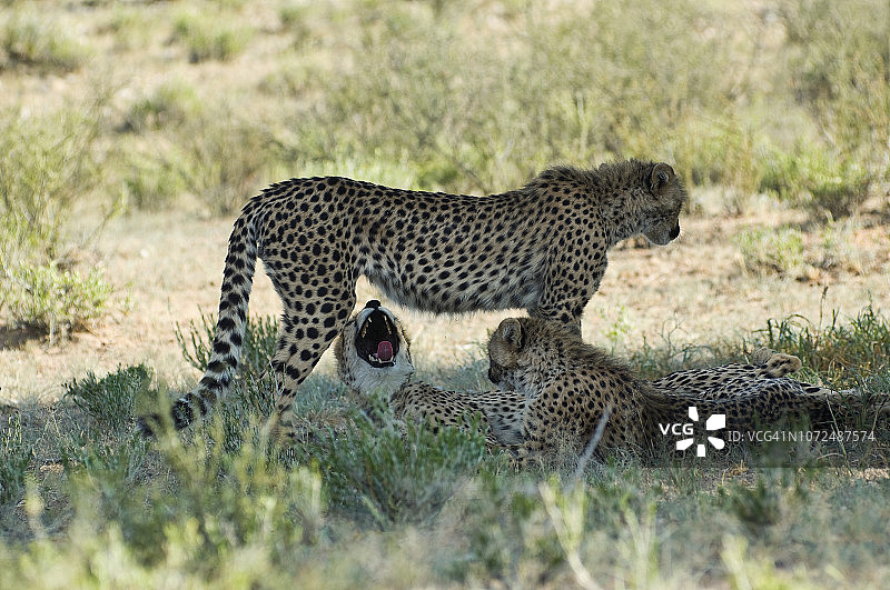 南非Kgalagadi越境公园，正午炎热的树荫下的猎豹图片素材