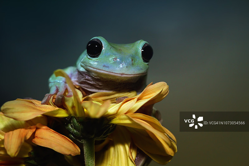 矮小的树蛙在花上，印度尼西亚图片素材