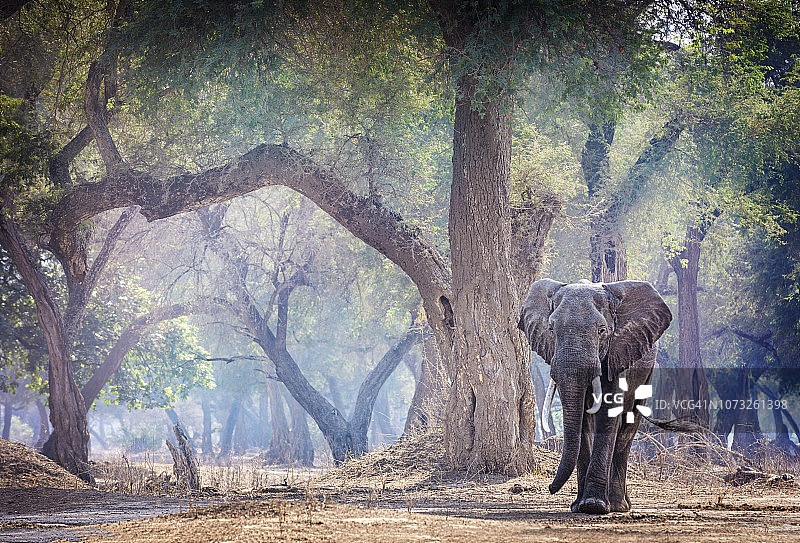 津巴布韦玛纳池森林里的非洲大象图片素材