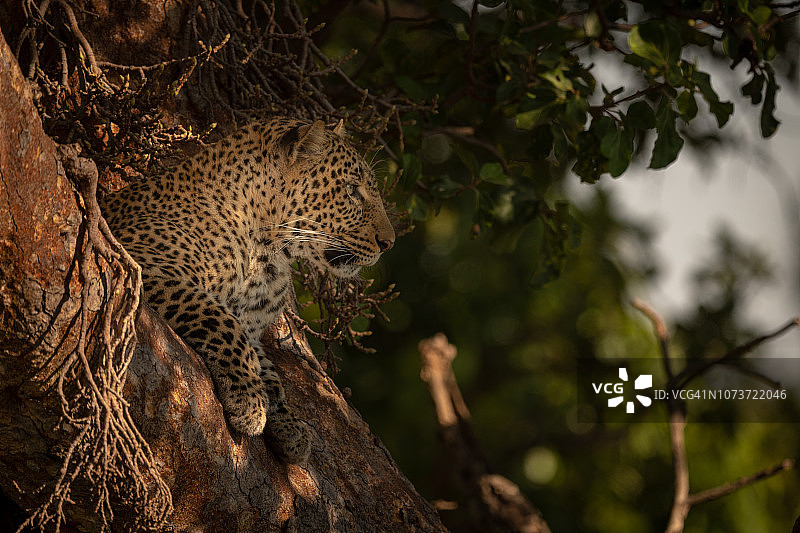 斑驳的阳光下，豹躺在树枝上图片素材