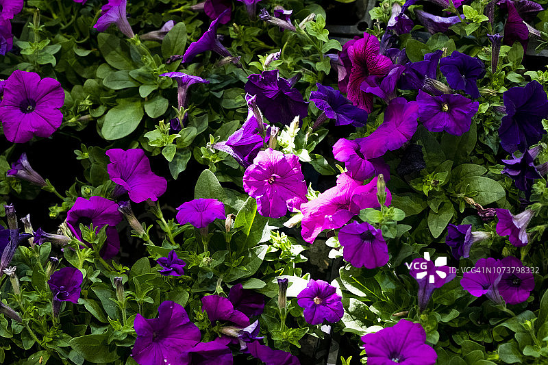 全帧拍摄的紫色花与叶，矮牵牛花盛开图片素材