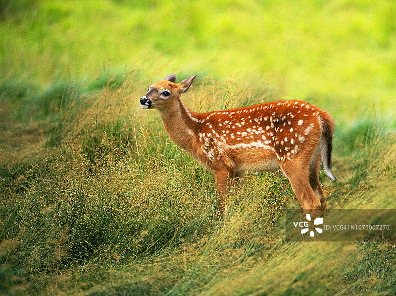 森林里等待母亲的白尾小鹿图片素材