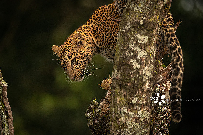 豹从覆盖着地衣的树枝上往下看图片素材