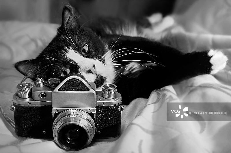 猫和相机图片素材