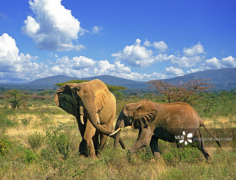东非肯尼亚的一头母象和幼象图片素材