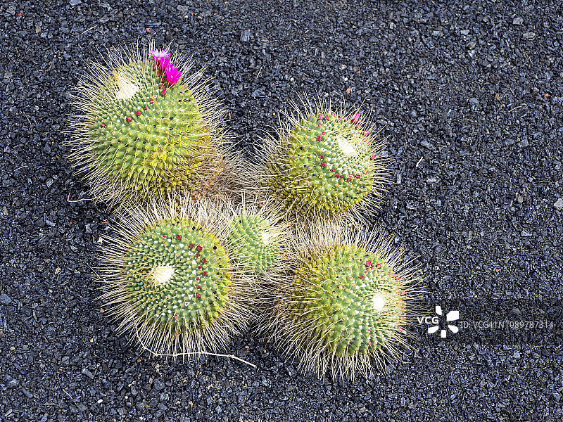 仙人掌，仙人掌科，位于火山黑土地的背景上。图片素材