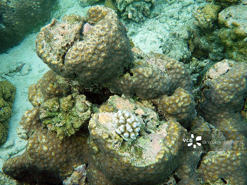 马尔代夫，Eriyadu岛，Porites珊瑚组图片素材