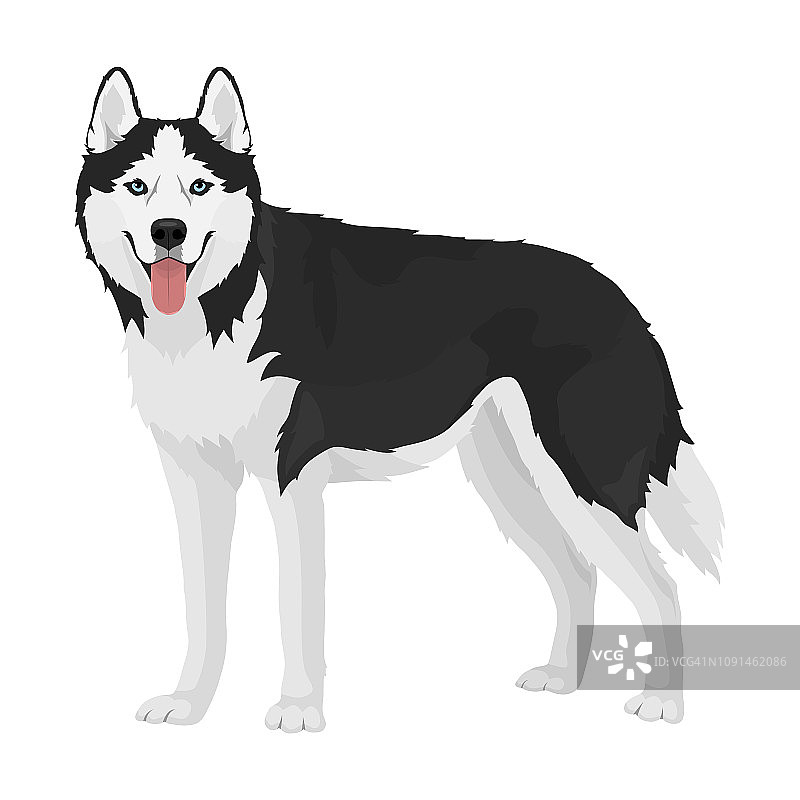 西伯利亚雪橇犬的狗图片素材