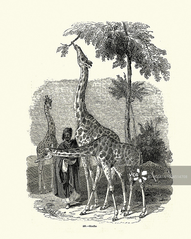 自然历史，哺乳动物，长颈鹿图片素材