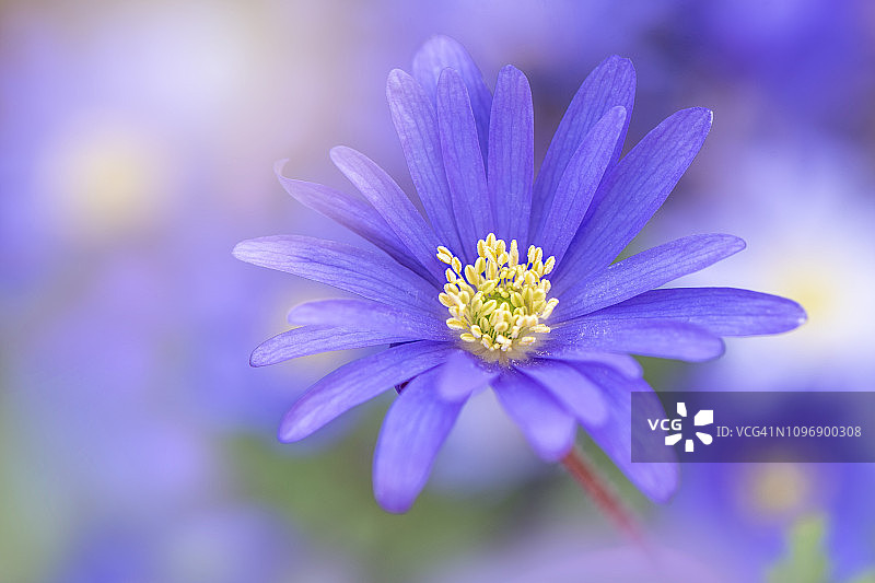 美丽的春天盛开的银莲花的特写图像，淡蓝色的花也被称为冬季风花图片素材