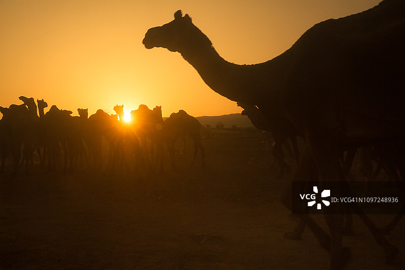 拉贾斯坦沙漠的骆驼图片素材