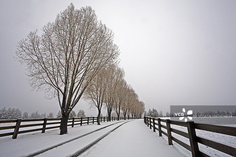 一排柳树在冬天图片素材