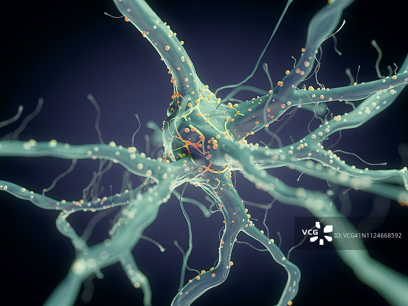 神经垂直细胞的图解图片素材